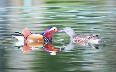 生活在城市里的野生动物们过得好吗