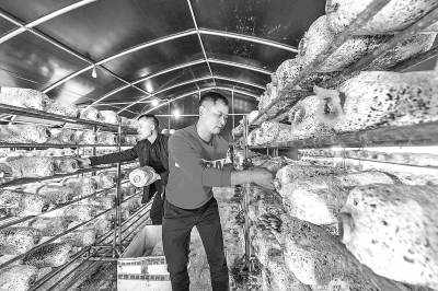江西省樟树市组织帮扶干部进村入户帮菇农解决技术难题