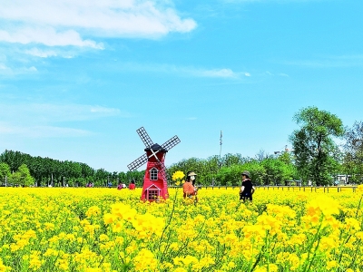 北京周边油菜花图片