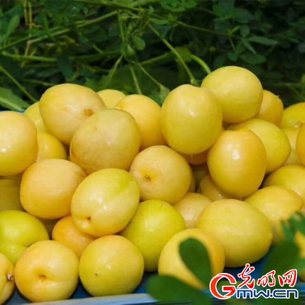 科学家揭示：普通杏起源于新疆伊犁河谷
