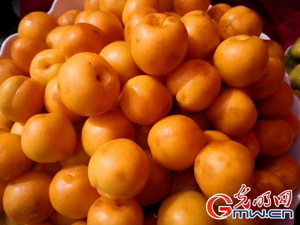 科学家揭示：普通杏起源于新疆伊犁河谷