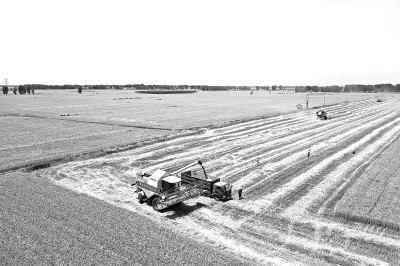 夏粮主产区河南小麦陆续收割
