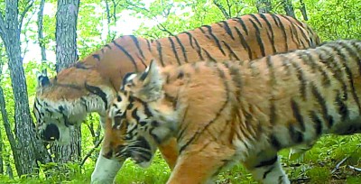 恢复野生虎豹种群的挑战与希望