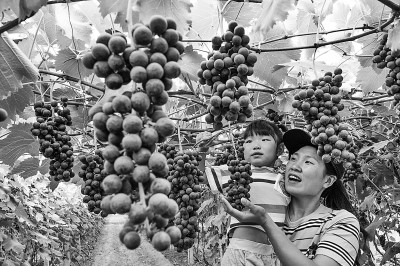 采摘葡萄 品味生活