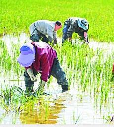 【留住乡愁】蹬秧草