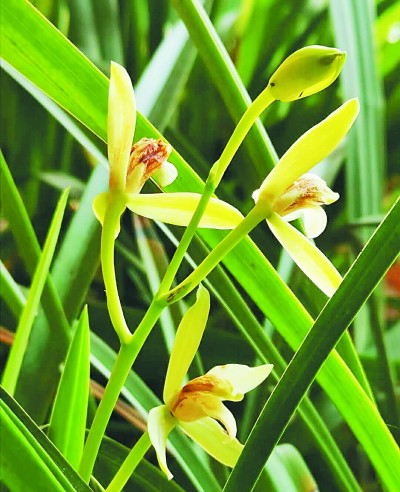 光明日报生态文明版：大别山兰草