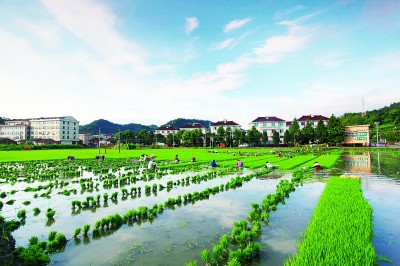 浙江温岭：全力扩种晚稻