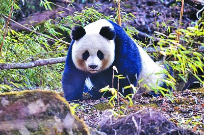 给子孙后代留下珍贵自然资产——国家公园体制试点启示录 给子孙后代留下珍贵自然资产——国家公园体制试点启示录