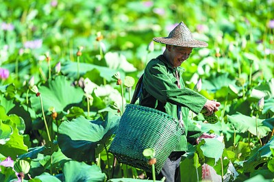实现生态产品价值，市场化路径有哪些
