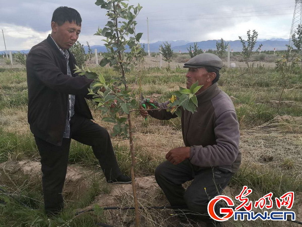那个农牧民最喜爱的人又来了——新疆伊犁科技特派员助力脱贫攻坚的故事