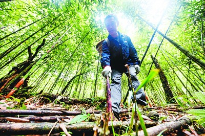 光明日报生态文明版：竹林岁月