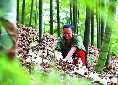 贵州赤水：林下经济助农增收