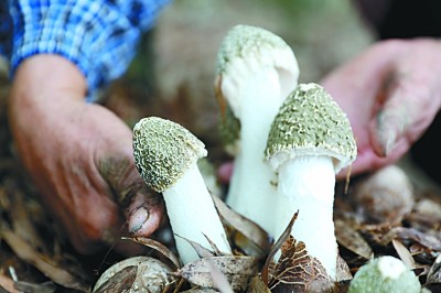 贵州赤水：林下经济助农增收