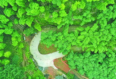 贵州赤水：林下经济助农增收