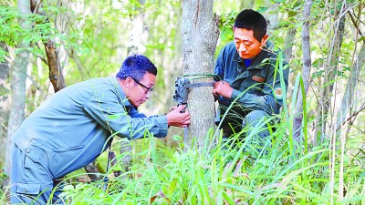 用“天网”寻找东北虎豹