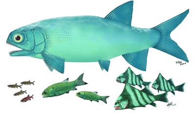 我古生物学家发现“云南暴鱼” 见证三叠纪海洋生物复苏