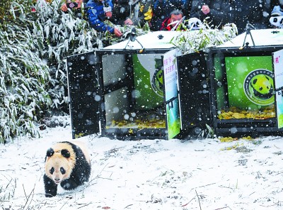如何为野生大熊猫留下最后的庇护所