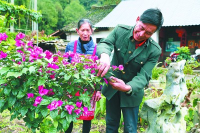 “茶”“菜”发力 致富加速——贵州省普安县卡塘村的脱贫之路