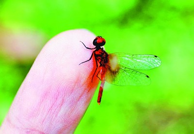 四川发现目前已知世界最小蜻蜓个体
