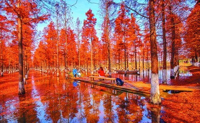 水杉林美景