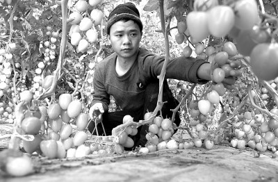 甘肃敦煌：新鲜果蔬供应节日市场