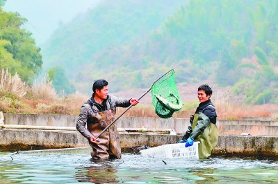 山泉水养出生态鱼