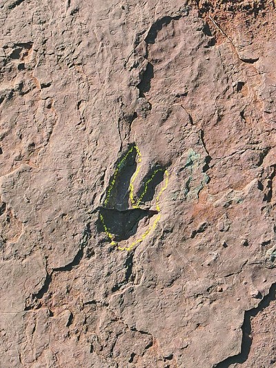 福建上杭发现晚白垩世恐龙足迹群化石