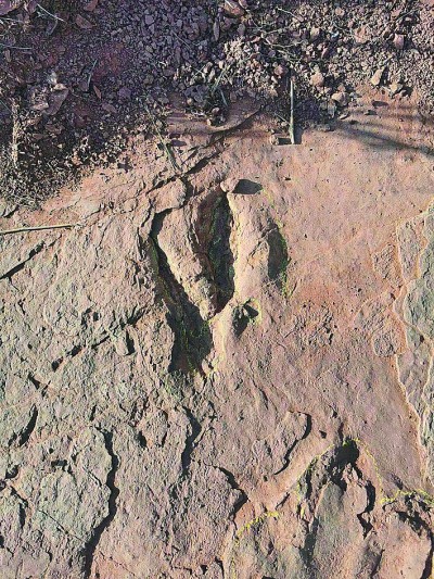 福建上杭发现晚白垩世恐龙足迹群化石