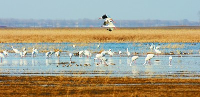 迁徙的白鹤选择了美丽中国——3000里寻鹤记