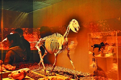 甘肃和政古动物化石博物馆：这里曾是一片动物的天堂