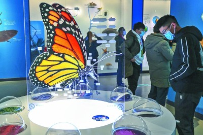 世界珍稀昆虫标本展开展
