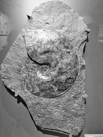 南京古生物博物馆：在古生物化石宝库里探寻生命演化奥秘