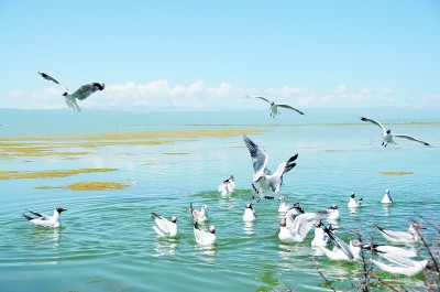 如何让“大、美、净、好”成为青海湖永久的亮丽名片