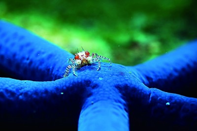 用相机探索海底秘境