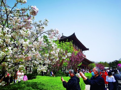 樱花盛开引客来