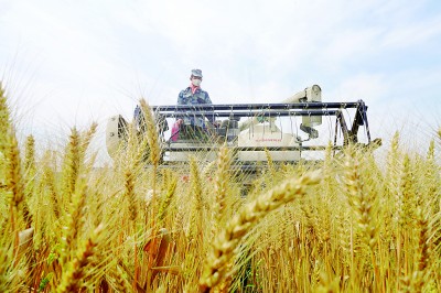 以“良法”促“善治”：为粮食市场流通保驾护航