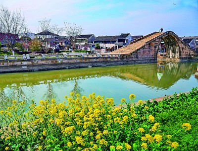 江苏吴江平望古镇油菜花开春色宜人