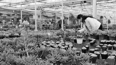 多肉种植助增收