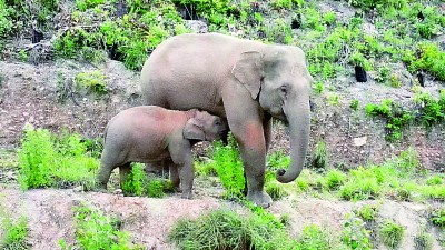 化解“人象冲突” 探索和谐共生——云南亚洲象保护见闻