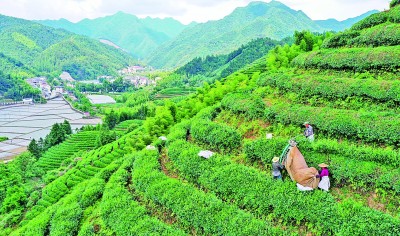夏茶采收生产忙