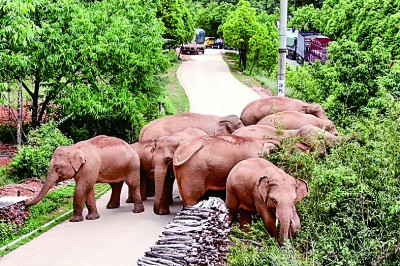 国际社会关注云南野象北迁 “大象迁徙体现了人与自然的和谐相处”