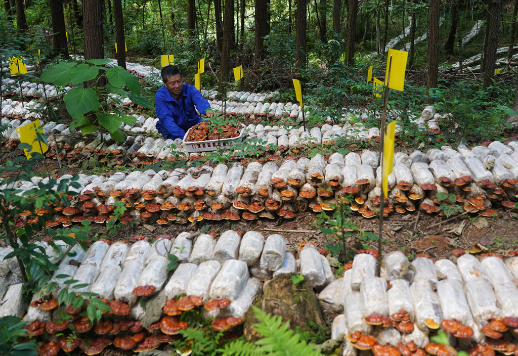 7月8日，在江西广昌县旴江镇旴江生态公益林场食用菌种植基地，农民在采摘林下种植的灵芝。