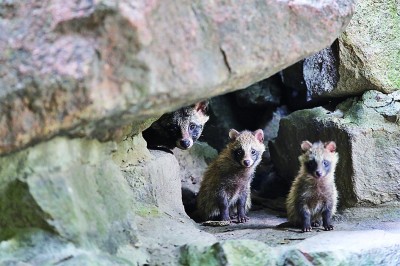 追踪城市里的貉，青年调查员在行动