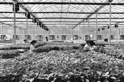 处暑时节育苗忙