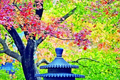 “长”在树上的读书人——走进学在山林、扎根在山林的林学青年