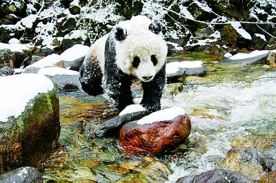 大熊猫国家公园与它的珍稀野生动植物“户主”们
