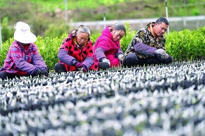 让每一垄耕地都成丰收沃土
