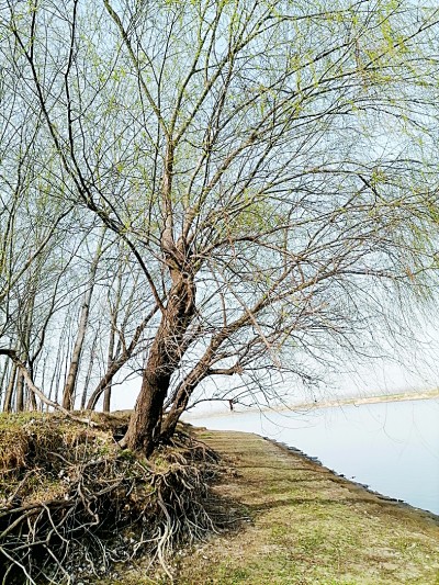 淮河柳
