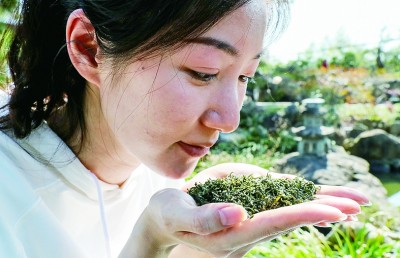 “莫干黄芽”新生记