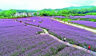 “紫色花海”扮靓乡村
